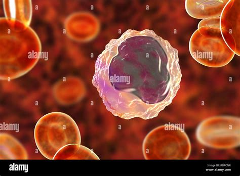 Monocytes With Red Blood Cells Hi Res Stock Photography And Images Alamy