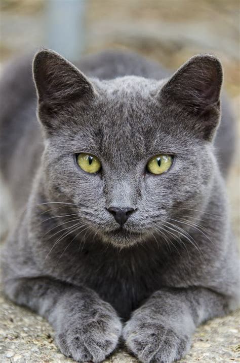Grey Cat With Yellow Eyes Stock Photo Image Of Beautiful 35597424