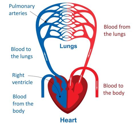 Circulatory System Diagram And Functions