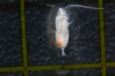 Could anybody help to identify the two zooplankton which were sorted