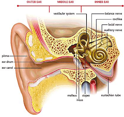 The inner ear refers to the bony labyrinth, the membranous labyrinth and their contents. ear