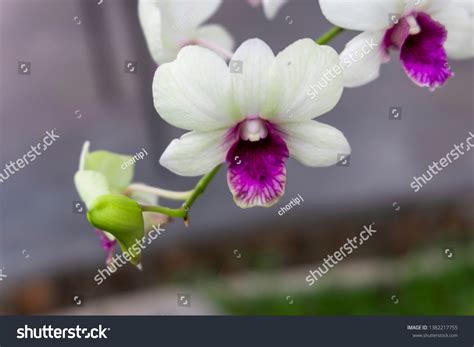 Dendrobium Orchids White Purple Bicolor Dendrobium Stock Photo