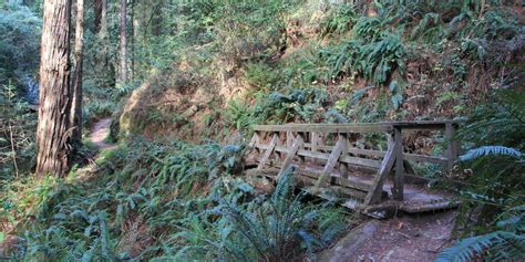 Steep Ravine Trail To Dipsea Trail Loop Outdoor Project