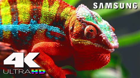 Uhd stands for ultra high definition, either 4k or 8k and this format is designed for broadcast. 4K Ultra HD | SAMSUNG UHD Demo: Nature in 4K - YouTube