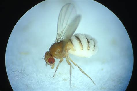Flies Meet Gruesome End Under Influence Of Puppeteer Fungus Research