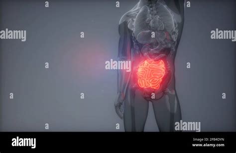 Human Small Intestine Radiology Exam Stock Video Footage Alamy