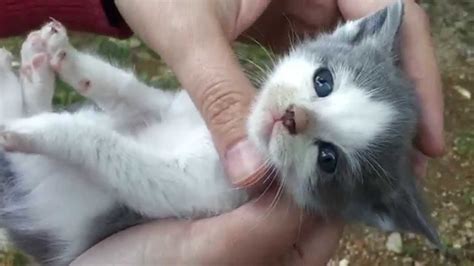 Cute Baby Kitten Enjoys A Cuddle Youtube