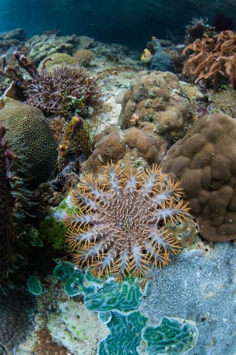 Crown Of Thorns Starfish Stock Image Image Of Earth 48999507