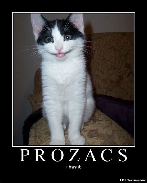 Funny Cat Demotivational Posters
