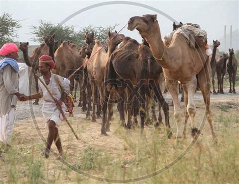 Image Of Rajasthani Camel Traders With Camels In Pushkar Camel Fair