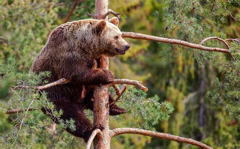 Bear Climbing A Tree Adult Brown Bears In North America Rarely Climb