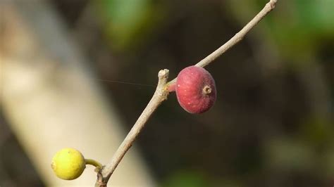 Sandpaper Fig Ficus Coronata Tucker Bush