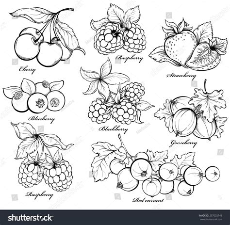 Collection Of Hand Drawn Berries Isolated On White Background