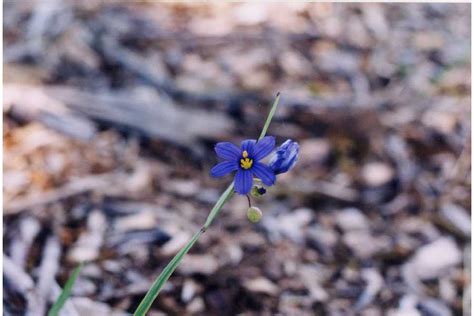 Narrowleaf Blueeyed Grass Matbio Herbs Of Forest And Field Matanzas Biodiversity · Inaturalist