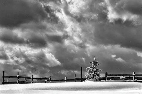 Lone Tree In Ominous Winter Snowstorm Photograph By Betty Denise