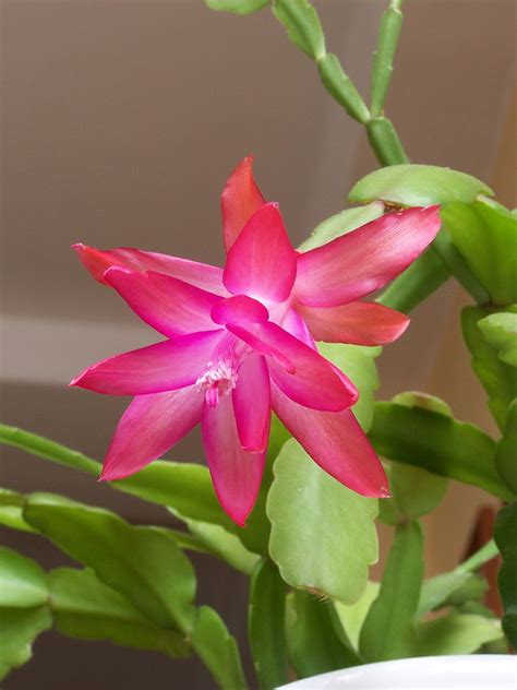 It is commonly called christmas cactus because it blooms during the holidays. Holiday Cactus Can Provide Years of Color - Douglas County ...