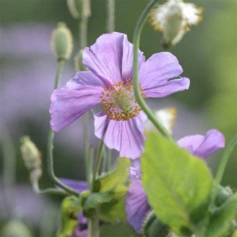The rarely offered wild species. Meconopsis baileyi 'Hensol Violet' (Blue poppy 'Hensol ...