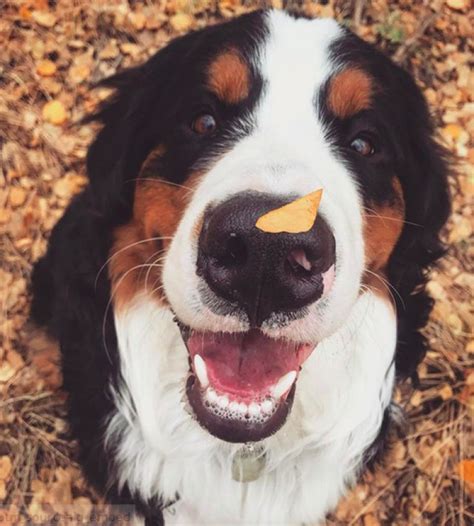 10 Reasons Your Next Pet Needs To Be A Bernese Mountain Dog