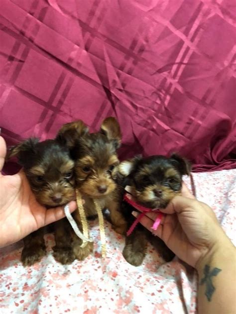 They were born nov 22, 2020 and will be ready to go to their. YorkiePoo Puppies For Sale | Greenville, SC #285331