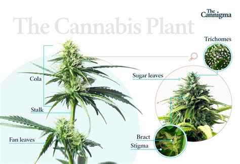 Cannabis Plant Anatomy And Infographic The Cannigma