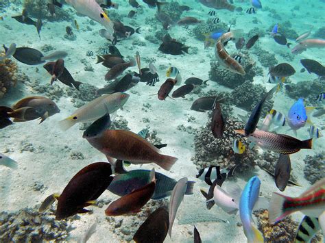 Tropical Fish Malolo Lailai Island Photograph By David Wall Fine Art