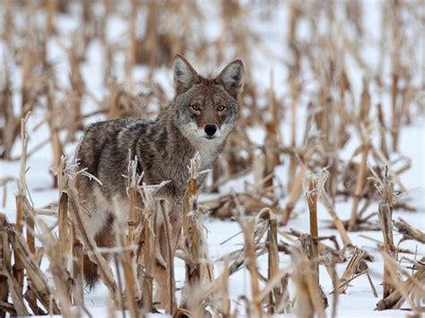 Amazing Facts About Coyotes Page 2 Animal Encyclopedia