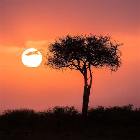 A Typical Sunset In The African Savannah Kenya Nairobi Maasaimara