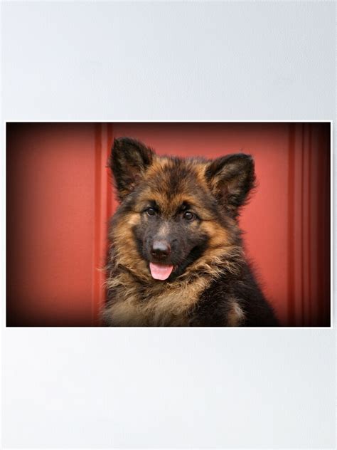 Queena German Shepherd Puppy Poster By Sandyk Redbubble