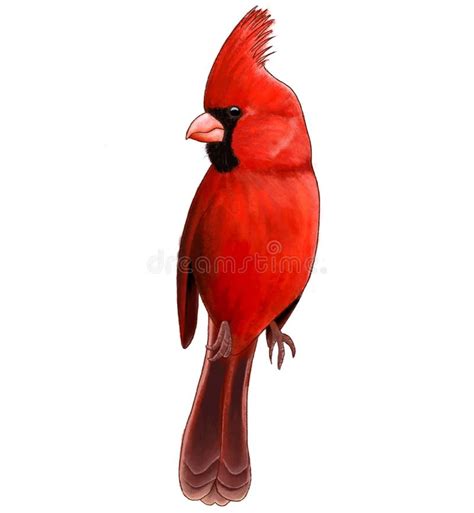 Male Northern Cardinal Stock Illustrations 772 Male Northern Cardinal