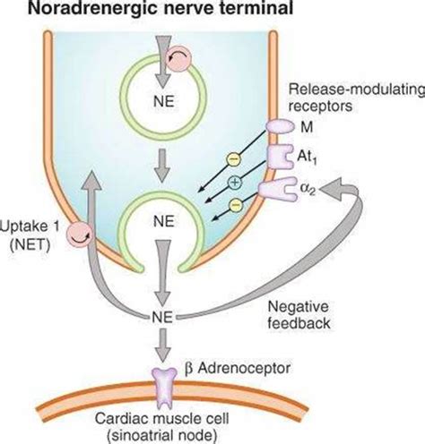 Introduction To Autonomic Pharmacology Katzung And Trevors