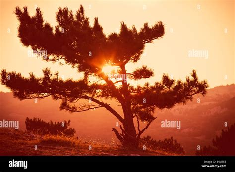 Lonely Tree On Mountain Beautiful Sunset Landscape Stock Photo Alamy