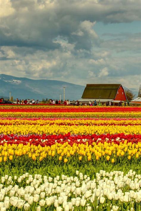 Skagit Valley Tulip Festival 2023 2023 Calendar