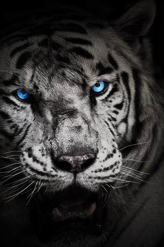 White Tiger With Blue Eyes Stock Photo Download Image Now Istock