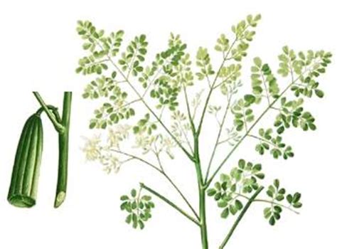 Malunggay (Moringa oleifera Lam.)