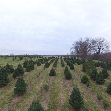 Tree removal large and small tree removal although the decision to remove a tree isn't always an easy one, you can trust us to safely and responsibly remo. Bucks County Tree Farms