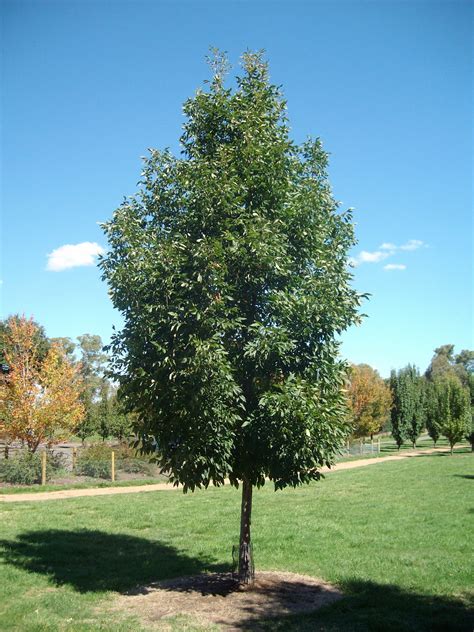 Shade And Flowering Trees For Sale In Boise