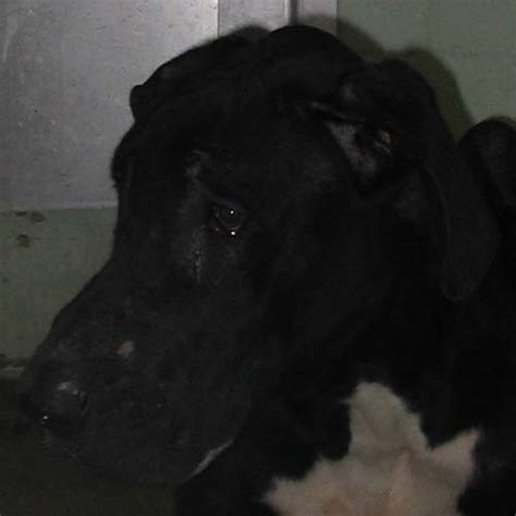 Great Dane Rescue Of Tampa Bay Inc Puppy Mill Rescues