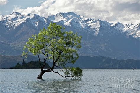Lone Treelake Wanaka New Zealand Photograph By Yurix Sardinelly
