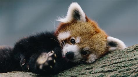Baby Red Pandas Wallpapers Wallpaper Cave