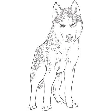 Download 132+ Running Siberian Husky By Randi Hausken Coloring Pages
