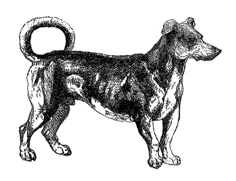 Antique Images Vintage Turnspit Dog Animal Digital Clip Art Download