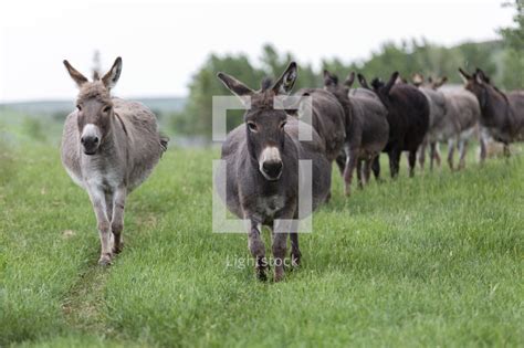 Jerusalem Donkeys — Photo — Lightstock
