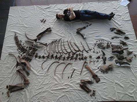 3d printing gives a previously unidentified dinosaur skeleton new life the voice