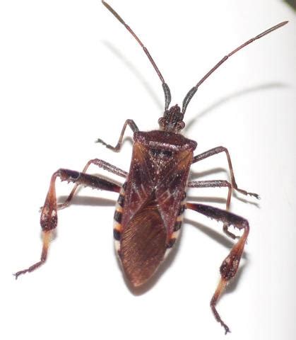 Insekten im haus sind eine unliebsame sache. Wer kennt den Namen von diesem Käfer? (Insekten, Bestimmung)