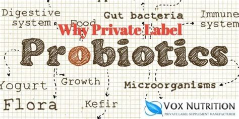 The Difference Between Probiotics And Digestive Enzymes Vox Nutrition