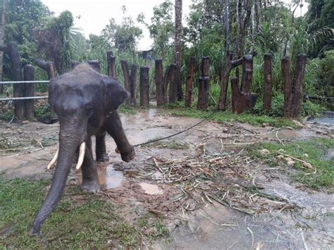After all, the ngos who support the poor and homeless and working to improve the lives of the city's most vulnerable people. NGOs: End the Abuse of Animals at Kemaman Zoo - Clean Malaysia