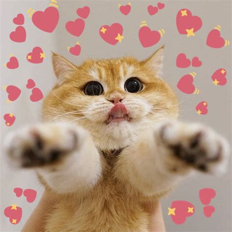 Download Cat Surrounded By Hearts Meme Png And  Base