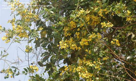 Sign up or log in now to post in forums. Plant Identification: CLOSED: Yellow flowering vine, 1 by ...