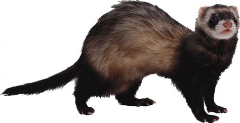 Weasels Png Image Png Mart