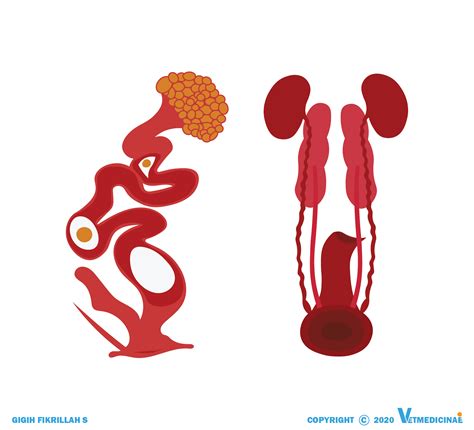 Download Buku Kesehatan Reproduksi-Sistem Reproduksi Ayam Jantan Dan Betina VETMEDICINAE